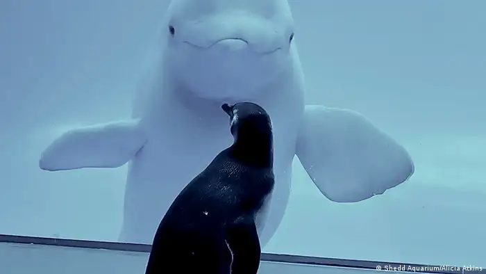 Pinguin meets Beluga Wal Shedd Aquarium Chicago USA (Shedd Aquarium/Alicia Atkins)