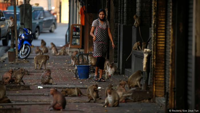 Thailand Corona-Pandemie | Affen auf der Straße (Reuters/Soe Zeya Tun)