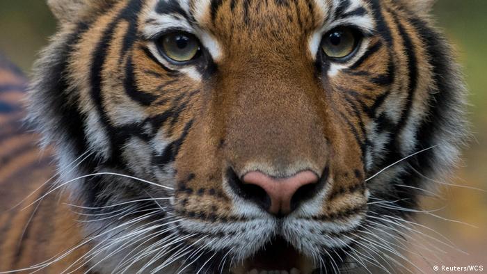 Seekor harimau Malaya betina berusia 4 tahun di Kebun Binatang Bronx
