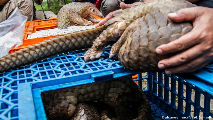 Pangolin armadillos after confiscation in Indonesia 