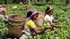 TEA GARDEN WORKERS IN A TEA ESTATE OF ASSAM TEA GARDEN WORKERS IN A TEA ESTATE OF ASSAM