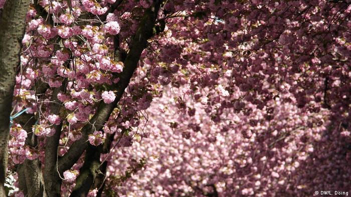 Ornate cherry blossoms. (Foto: DW/L. Döing)