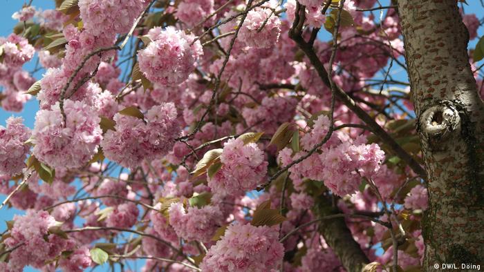 Cherry tree blossoms in Bonn(Foto: DW/L. Döing)