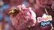 cherry blossom cherry blossom