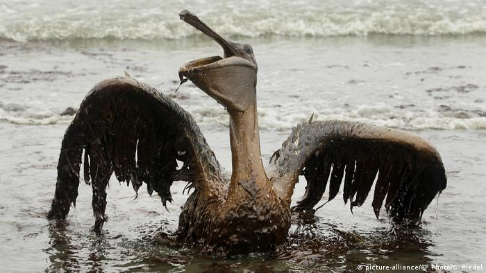 Mexiko Ölpest Wildlife - Pelikan
