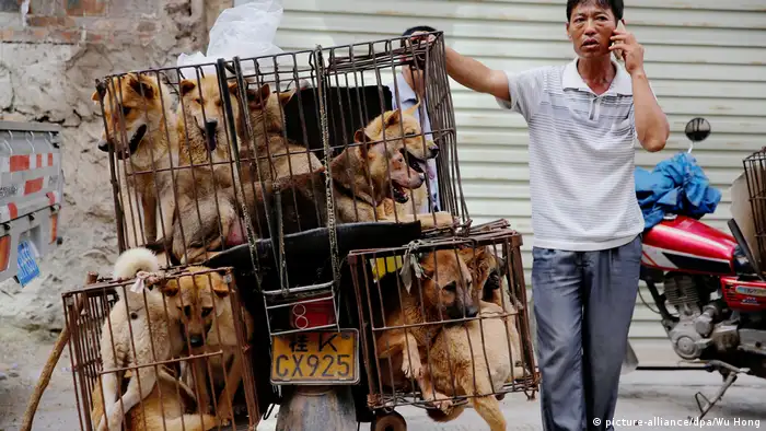 China Hundesfleisch (picture-alliance/dpa/Wu Hong)