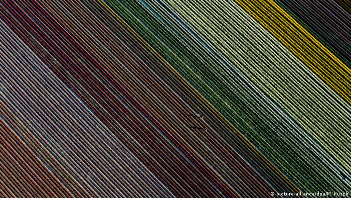 Тюльпаны около Гревенброха