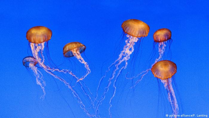 Jellyfish float in a tank at Monterey Bay Aquarium 