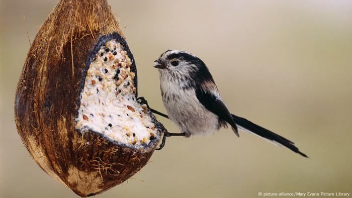 Aparte de las actividades caseras para mantener ocupados a los niños, un comedero para pájaros también podría atraer a más de un simpático volador a su jardín. Solo se necesitan algunas semillas, grasa de cocina y una piña o cáscara de coco. No importa si no tiene jardín, también podría colgar el comedero con un trozo de cuerda afuera de una ventana o un balcón. 