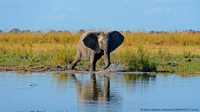 Muchos parques nacionales están cerrados al público, pero gracias a la tecnología es posible observar la vida silvestre sin salir de casa. Un gran número de reservas naturales y santuarios de animales tienen cámaras web que transmiten en directo por internet. Así, es posible visitar una serie de lugares: desde un parque de elefantes en Sudáfrica hasta un nido de águilas calvas en Estados Unidos.