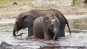 Слони у сафарі-парку Серенгеті