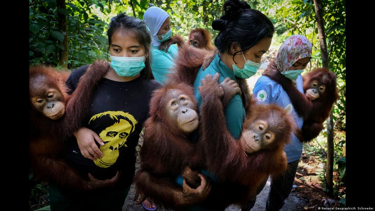 FotoFoto Pemenang World Press Photo Award 2020 DW 18.04.2020