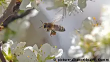 蜜蜂对人类为何如此重要？