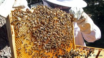 Γερμανία, μέλισσες, κυψέλες, 