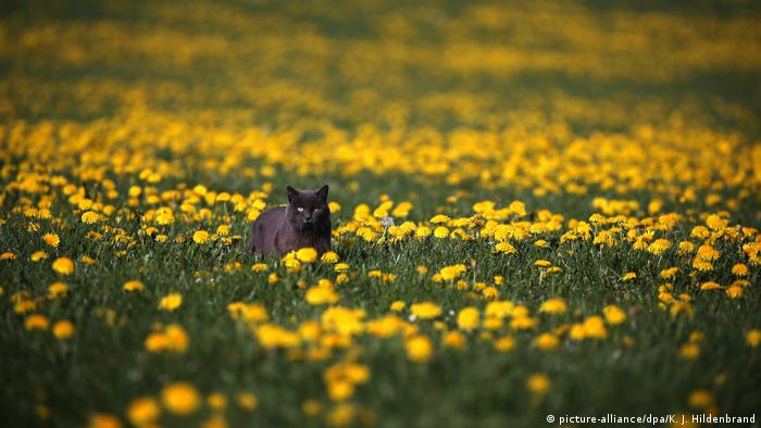 Одуванчики в Баварских Альпах