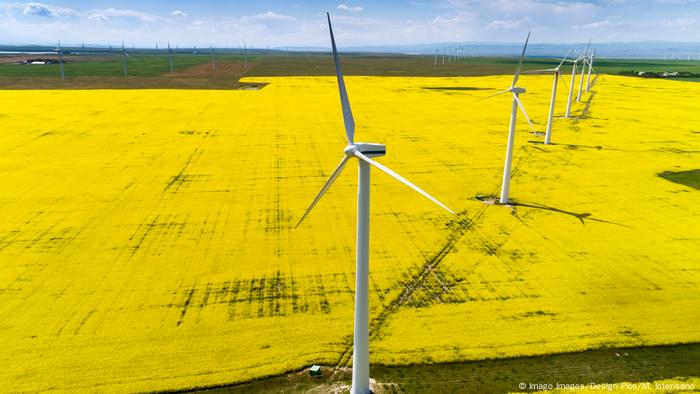 Windräder in Kanada auf Rapsfeld