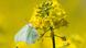 A butterfly drinks from a yellow rapeseed flower A butterfly drinks from a yellow rapeseed flower