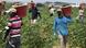 Farm workers harvesting zucchini Farm workers harvesting zucchini