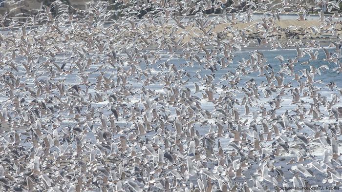 La disminución del ruido durante la cuarentena hace que el canto de las aves, que antes quizás pasaba inadvertido, sea más perceptible para el oído humano. En la playa de Agua Dulce, una de las más bulliciosas de Lima, Perú, los vecinos pudieron disfrutar en primera línea de un concierto típico de una reserva natural que ofrecieron los centenares de pelícanos y gaviotas que ahí se congregan. 