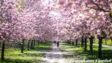 Die japanische TV-Asahi-Kirschblütenallee am 24. April 2020 auf der Grenze von Berlin und Brandenburg bei Teltow. Passanten in der Kirschblütenalle | Verwendung weltweit