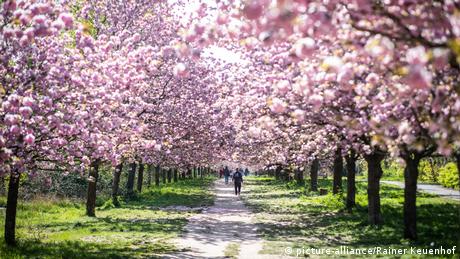 Entlang einer Straße blühen viele Kirschbäume. Im Hintergrund sind Menschen zu sehen, die zwischen den Bäumen hindurchgehen (Quelle: picture-alliance/Rainer Keuenhof)