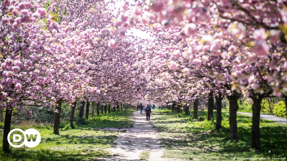 How the Japanese cherry blossom ritual came to Germany