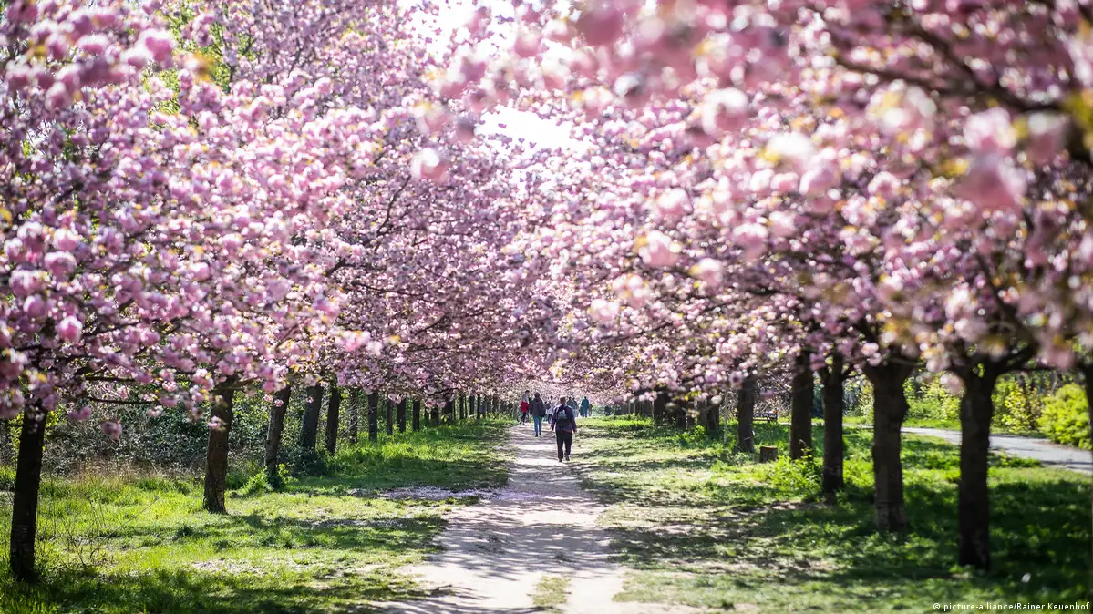 El misterio de los cerezos en flor en Alemania – DW – 27/03/2023