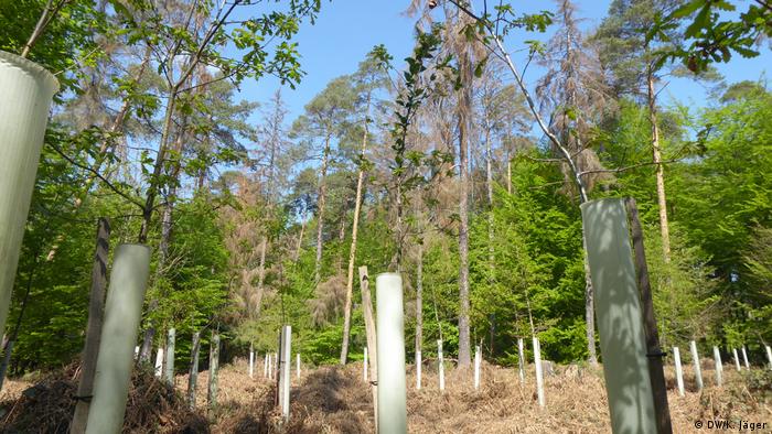 Gepflanzte Eichen mit Holzsützen und runden, ca. ein Meter hohen Plastikhüllen zum Schutz gegen Wildbiss