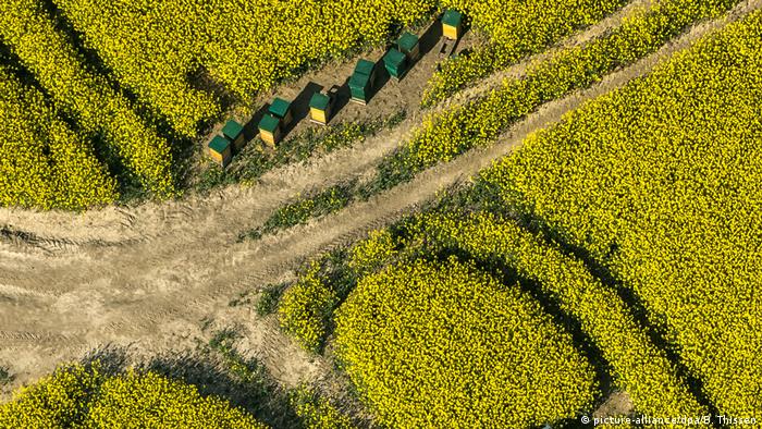 Bee stocks in a field of rapeseed in Germany