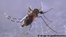 SOROCABA, SP - 10.02.2020: MOSQUITO DA DENGUE - Dengue mosquito Aedes aegypti seen in a laboratory in Sorocaba SP Brazil. The city of Sorocaba has 190 confirmed cases on Monday 10 and decreed a dengue epidemic on January 31. The mosquito also transmits chikungunya and urban yellow fever. x1870737x PUBLICATIONxNOTxINxBRA CaduxRolim