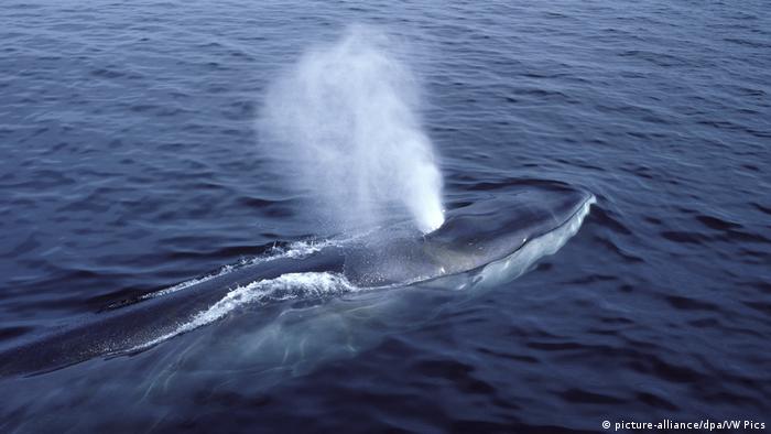 A fin whale in the open ocean