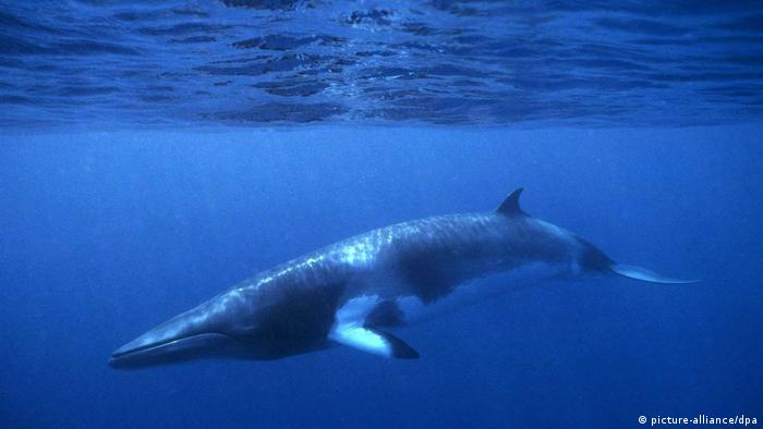Mink whale under water. 