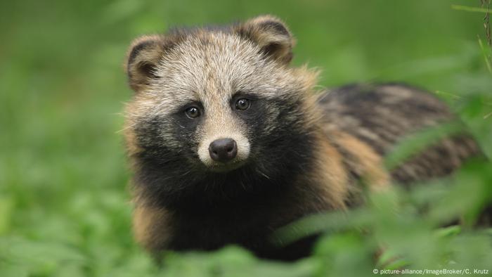 Chien viverrin |  Nyctereutes procyonoïdes