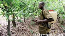 Elfenbeinküste Bononfla | Kinder aus Burkina Faso arbeiten auf einer Kakaoplantage