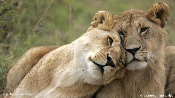Dos leones jóvenes se olfatean.