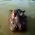 Un hipopótamo en Colombia asomando la cabeza sobre el agua.