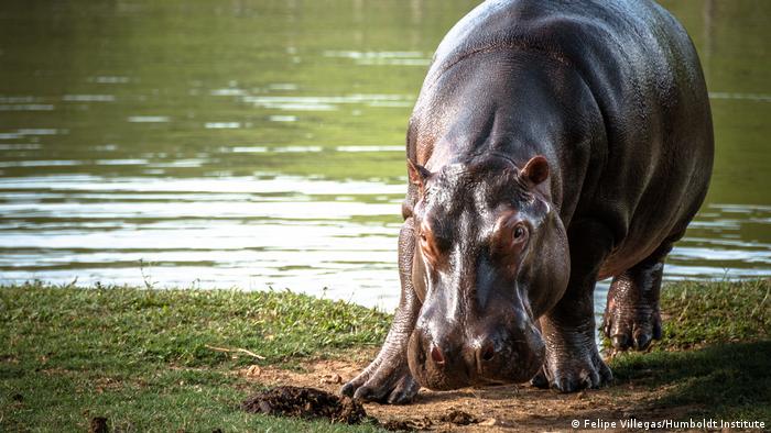 Un hipopótamo en el agua en Colombia.
