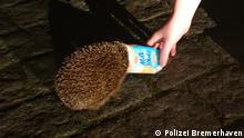 Germany: Helpless hedgehog rescued from milkshake cup