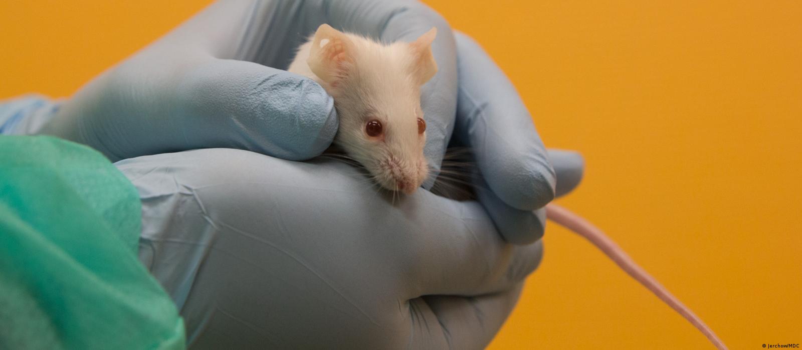 Lab animals in the coronavirus crisis – DW – 07/01/2020
