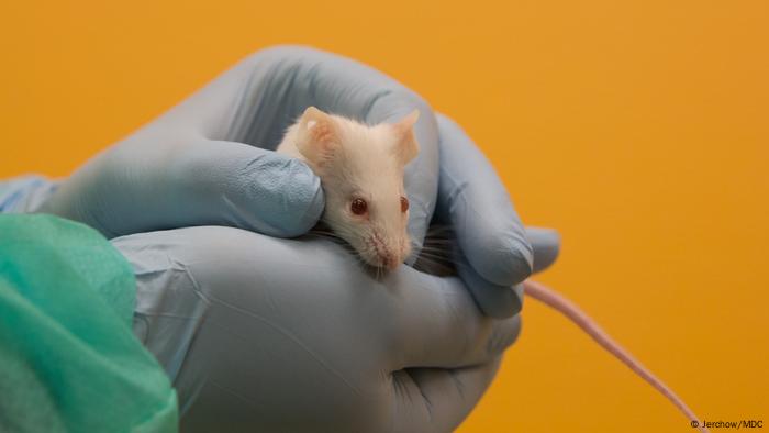 How Lab Animals Have Fared In The Coronavirus Crisis Science In Depth Reporting On Science And Technology Dw 01 07 2020