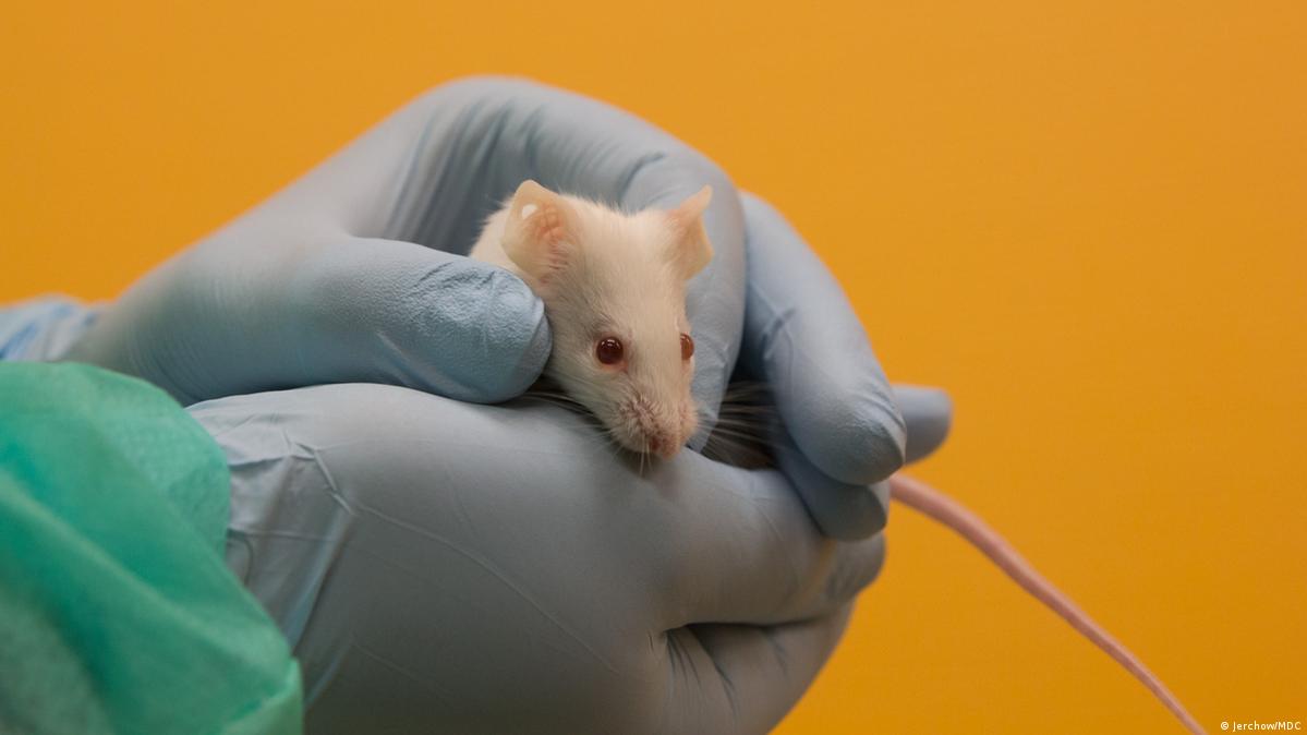 Lab animals in the coronavirus crisis