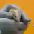 Мышь из лаборатории в Центре имени Макса Дельбрюка