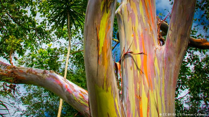 Rainbow Eucalyptus (CC BY-SA 2.0-Thomas Caldwell )