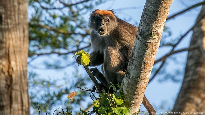 The red colobus of the Tana River sits on a tree and stares into the distance 