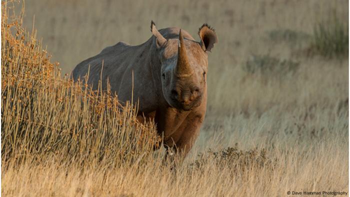 A rhinoceros stands behind tall grass 