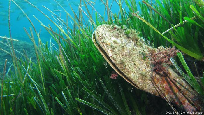 Mussel slightly open under water 