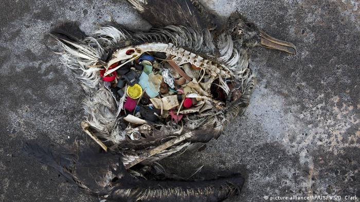 A dead albatross with plastic in its stomach 