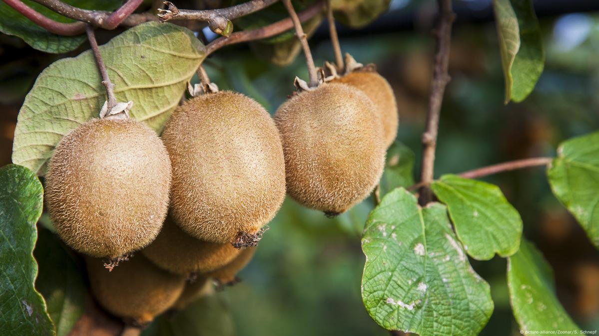 Kiwis ind Süditalien (picture-alliance/Zoonar/S. Schnepf)