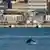 Türkei Istabul | Delfine schwimmen im Bosporus