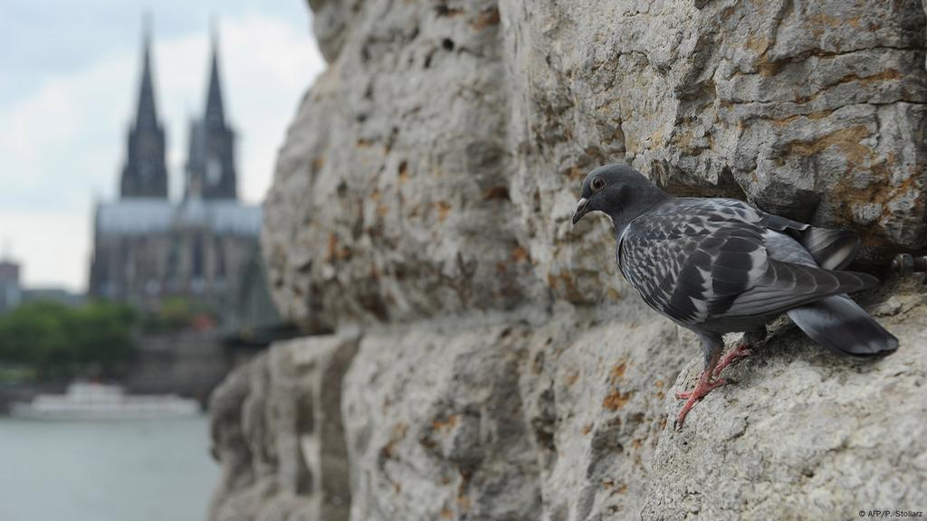 German City Issues Coronavirus Pigeon Feeding Permits News Dw 06 05 2020